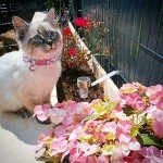 BoomBone Cat Collar Breakaway with Bell and Cute Animal Pendants, 3 Pack Bee Flamingo Beetle Spring Kitten Collar by Upaw