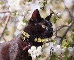 BoomBone Cat Collar Breakaway with Bell and Cute Animal Pendants, 3 Pack Bee Flamingo Beetle Spring Kitten Collar by Upaw