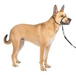 PetSafe Gentle Leader Headcollar, No-Pull Dog Collar, Perfect for Leash & Harness Training, Stops Pets from Pulling and Choking on Walks, Medium, Black from Toys & Behavior