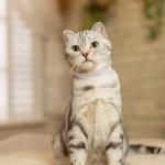 BINGPET Adjustable Cat Collar Soft Velvet Safe Collars Bling Diamante with Bells, Pink from BingPet