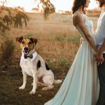 Bowtie for Dog, KOOLMOX Dog Bow Tie Collar Black, Adjustable White Dog Tuxedo Collar with Black Dog Neck Bow Tie for Medium Large Boy Dog Wedding Formal Tuxedo Suit Tux Outfits Birthday Costumes from Koolmox