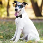 Bowtie for Dog, KOOLMOX Dog Bow Tie Collar Black, Adjustable White Dog Tuxedo Collar with Black Dog Neck Bow Tie for Medium Large Boy Dog Wedding Formal Tuxedo Suit Tux Outfits Birthday Costumes from Koolmox