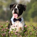 Bowtie for Dog, KOOLMOX Dog Bow Tie Collar Black, Adjustable White Dog Tuxedo Collar with Black Dog Neck Bow Tie for Medium Large Boy Dog Wedding Formal Tuxedo Suit Tux Outfits Birthday Costumes from Koolmox