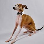 Bowtie for Dog, KOOLMOX Dog Bow Tie Collar Black, Adjustable White Dog Tuxedo Collar with Black Dog Neck Bow Tie for Medium Large Boy Dog Wedding Formal Tuxedo Suit Tux Outfits Birthday Costumes from Koolmox