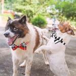 Dog Bow Ties, 40 PCS Segarty Pet Neck Bows, Bulk Pet Bowties with Adjustable Collar, Grooming Bowknot for Christmas Birthday Holiday Valentine Party Dog Photography Accessories Gift for Puppy Dogs Cat by Segarty