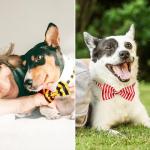 Dog Bow Ties, 40 PCS Segarty Pet Neck Bows, Bulk Pet Bowties with Adjustable Collar, Grooming Bowknot for Christmas Birthday Holiday Valentine Party Dog Photography Accessories Gift for Puppy Dogs Cat by Segarty