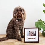 Pearhead Pet Collar Keepsake Picture Frame, Pet Owner Holiday Christmas Gift, Espresso from Pearhead Inc.