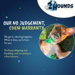 2 Hounds Design Freedom No Pull Dog Harness | Adjustable Gentle Comfortable Control for Easy Dog Walking | for Small Medium and Large Dogs | Made in USA | Leash Not Included | 1" LG Teal from 2 Hounds Design
