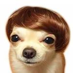 MESINURS Dog Wig Pet Costumes, Cat Costume Synthetic Accessories Small Dog Headwear for Halloween Christmas Eve Festival Party Decor, Head Wear Apparel Toy from MESINURS