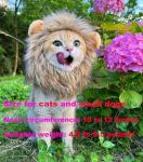 PenVinoo Lion Mane Wig for Dog and Cat Costume by RosyLife