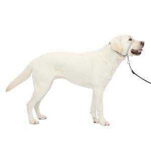 PetSafe Gentle Leader No-Pull Dog Headcollar, Large