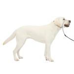 PetSafe Gentle Leader No-Pull Dog Headcollar, Large