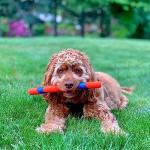 Chuckit! 12-Inch Ultra Fetch Stick for Dogs