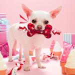 Valentine's Day Plush Squeaky Dog Toys - 2 Pack