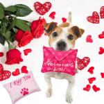 Valentine's Day Squeaky Dog Toys for All Sizes
