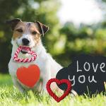 Valentine's Heart Shaped Rope Dog Chew Toys