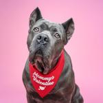 Valentine's Day Dog Bandana with Love Hearts
