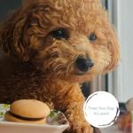 All-Natural Dog Macarons - Strawberry Flavor Treats