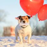 Valentine's Day Dog Toy Kit - 5 Pack