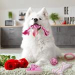 Valentine's Day Dog Toy Kit - 5 Pack