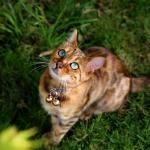 Beau's Bells Extra Loud Pet Tracker Bells