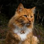 Beau's Bells Extra Loud Pet Tracker Bells