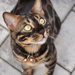 Beau's Bells Extra Loud Pet Tracker Bells