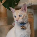 Beau's Bells Extra Loud Pet Tracker Bells