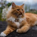 Beau's Bells Extra Loud Pet Tracker Bells