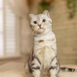 BINGPET Pink Diamond Cat Collar with Bells