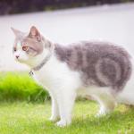 BINGPET Pink Diamond Cat Collar with Bells