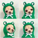 Cute Fruit Fleece Dog Hoodie for Winter