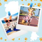 Weewooday Floral Summer T-Shirts for Small Dogs