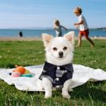 Plaid Dog Shirt Set for Small Pets