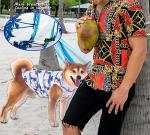 Cool Hawaiian Dog Shirts for Small Dogs