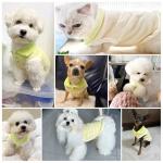 Stretchy Polo T-Shirt for Small Dogs