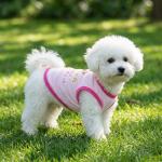 Funny Summer Dog T-Shirts - 6 Pack for Girls