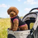 Funny Summer Dog T-Shirts - 6 Pack for Girls