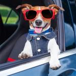 Denim Dog Jacket with Daisy Embroidery for Small Dogs