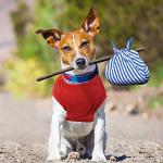 16 Cute Small Dog Clothes - 16 Styles