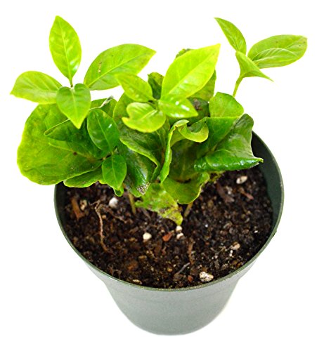 9GreenBox - Arabica Coffee Plant - 4" Pot