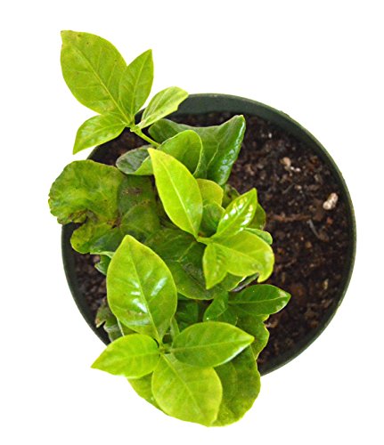 9GreenBox - Arabica Coffee Plant - 4" Pot