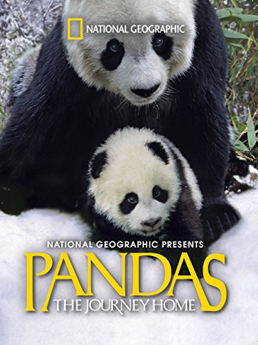 Pandas Journeying Back Home