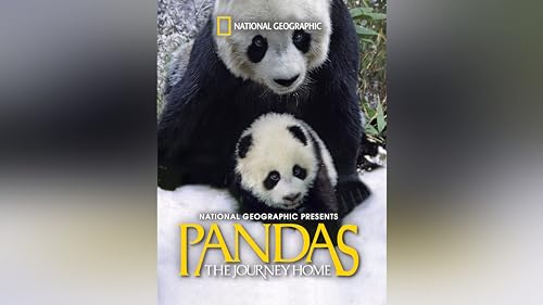 Pandas Journeying Back Home