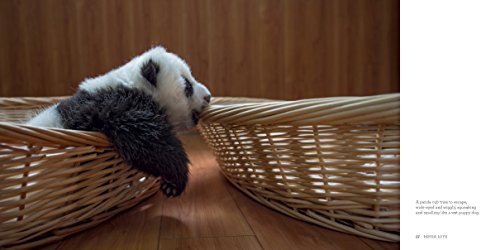 Panda Love: Discover the Secret Lives