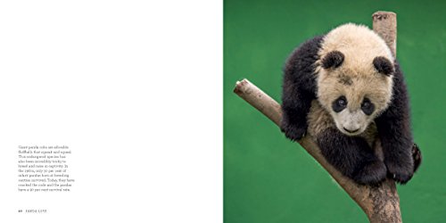 Panda Love: Discover the Secret Lives