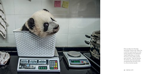 Panda Love: Discover the Secret Lives