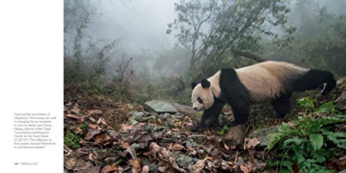 Panda Love: Discover the Secret Lives