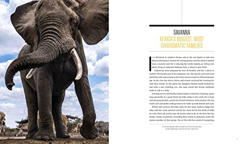 Elephant Secrets Unveiled