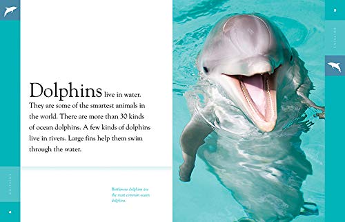 Dolphins: The Incredible Oceanic Creatures